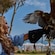 A falcon landing on a woman’s gloved hand on Catalina Island in California